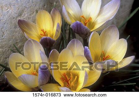 Crocuses View Large Photo Image Stock Image - Crocuses. Fotosearch
