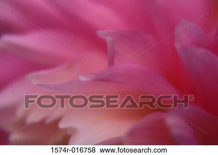 Stock Photo - Dahlia. Fotosearch