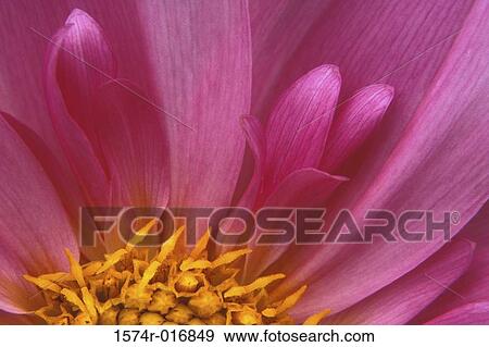 Dahlia View Large Photo Image Stock Photo - Dahlia. Fotosearch