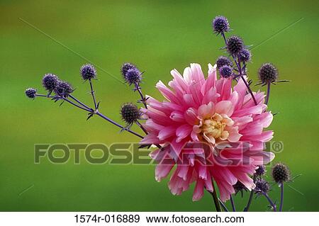 Dahlia View Large Photo Image Stock Photo - Dahlia. Fotosearch