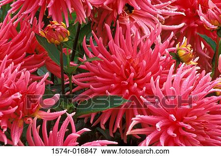 Dahlias View Large Photo Image Stock Photo - Dahlias. Fotosearch