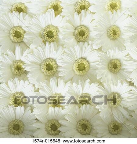 Daisies View Large Photo Image Stock Photo - Daisies. Fotosearch