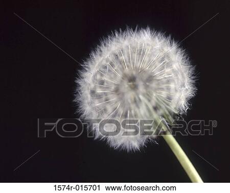 Dandelion View Large Photo Image Stock Image - Dandelion. Fotosearch