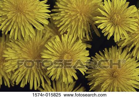 Stock Photography - Dandelions. Fotosearch