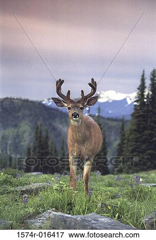 Deer Olympic National Park Washington USA View Large Photo Image Stock Photo - Deer Olympic National Park Washington USA. Fotosearch