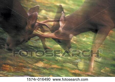 Deer View Large Photo Image Stock Image - Deer. Fotosearch