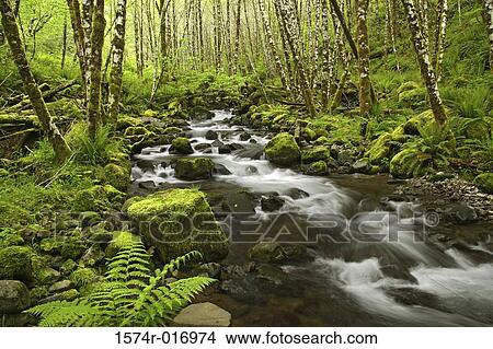 Picture - Deyoe Creek Tillamook State Forest Oregon, USA. Fotosearch