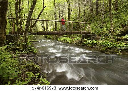 Stock Image - Deyoe Creek Tillamook State Forest Oregon, USA. Fotosearch