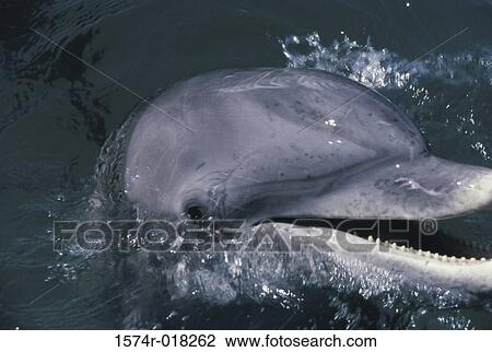 Dolphin View Large Photo Image Stock Image - Dolphin. Fotosearch