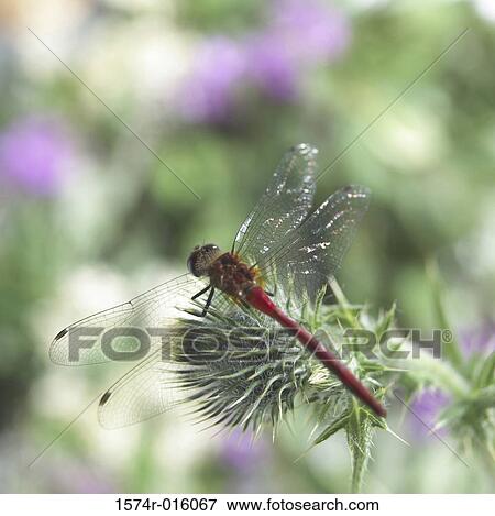 Stock Photo - Dragonfly. Fotosearch