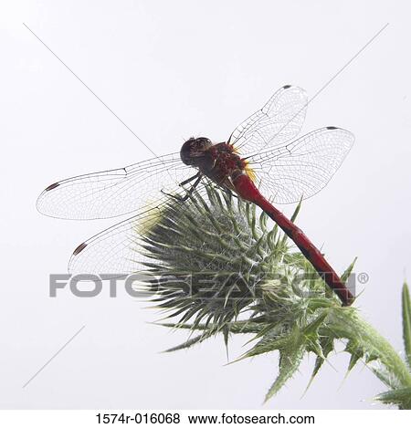 Stock Photo - Dragonfly. Fotosearch