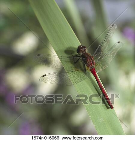 Stock Photograph - Dragonfly. Fotosearch