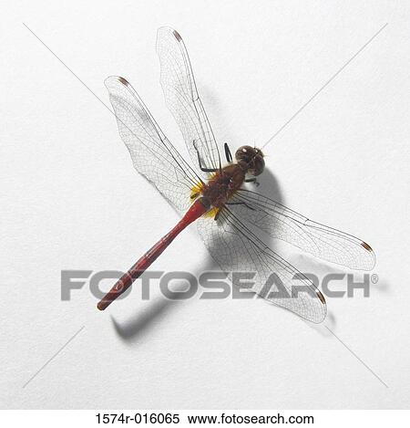 Dragonfly View Large Photo Image Stock Photography - Dragonfly. Fotosearch