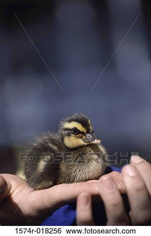Stock Photograph - Duck. Fotosearch
