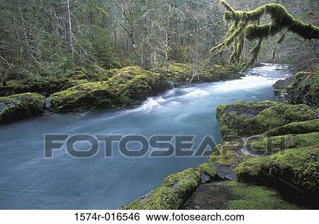 Dungeness River Olympic National Park Washington USA View Large Photo Image Stock Photograph - Dungeness River Olympic National Park Washington USA. Fotosearch