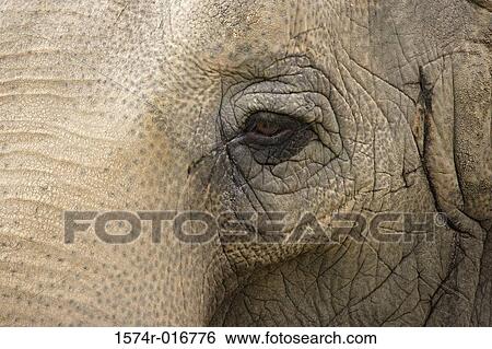 Elephant View Large Photo Image Stock Photograph - Elephant. Fotosearch