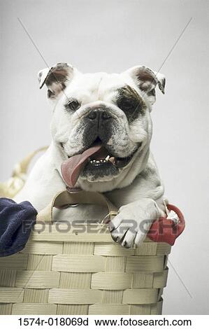 Stock Image - English Bulldog. Fotosearch