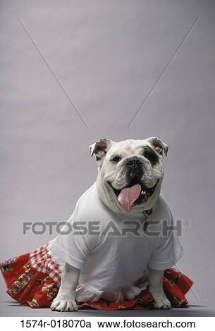 English Bulldog View Large Photo Image Stock Image - English Bulldog. Fotosearch