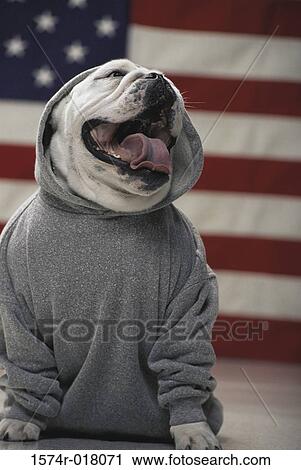 Stock Image - English Bulldog. Fotosearch