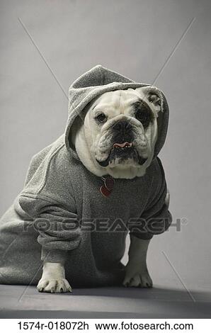 English Bulldog View Large Photo Image Stock Image - English Bulldog. Fotosearch