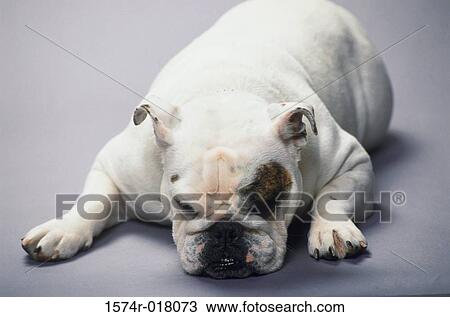 English Bulldog View Large Photo Image Stock Image - English Bulldog. Fotosearch
