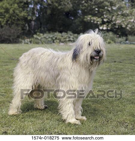 English Sheepdog View Large Photo Image Stock Photography - English Sheepdog. Fotosearch