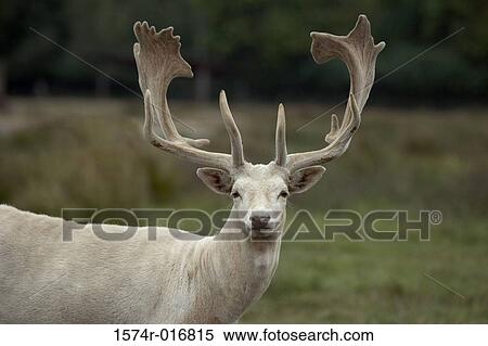 Stock Photography - Fallow Deer Olympic Game Farm Sequim Washington, USA. Fotosearch