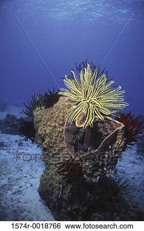 Feather Starfish Barrel Sponge View Large Photo Image Stock Photograph - Feather Starfish Barrel Sponge. Fotosearch