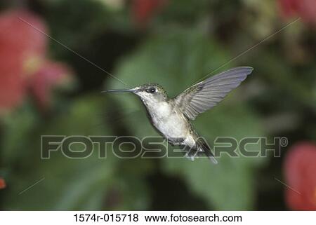 Female Ruby-throated Hummingbird View Large Photo Image Stock Photo - Female Ruby-throated Hummingbird. Fotosearch
