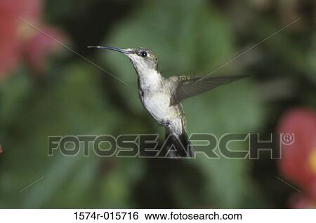 Female Ruby-Throated Hummingbird View Large Photo Image Stock Photograph - Female Ruby-Throated Hummingbird. Fotosearch