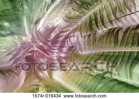 Picture - Fern. Fotosearch