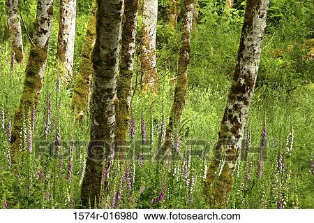 Foxgloves Alders Washington, USA View Large Photo Image Stock Image - Foxgloves Alders Washington, USA. Fotosearch