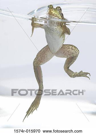 Frog in water View Large Photo Image Stock Image - Frog in water. Fotosearch
