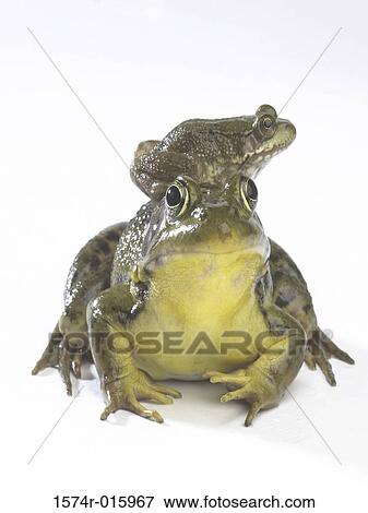 Stock Photo - Frog sitting on the back of another frog. Fotosearch