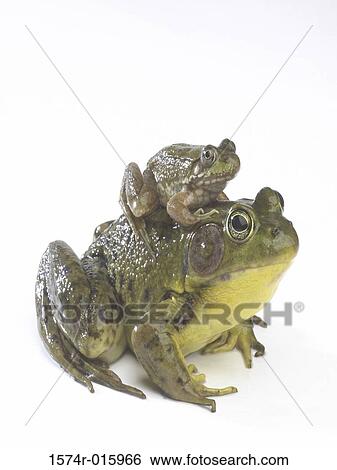 Stock Photograph - Frog sitting on the back of another frog. Fotosearch