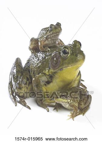 Stock Photography - Frog sitting on the back of another frog. Fotosearch