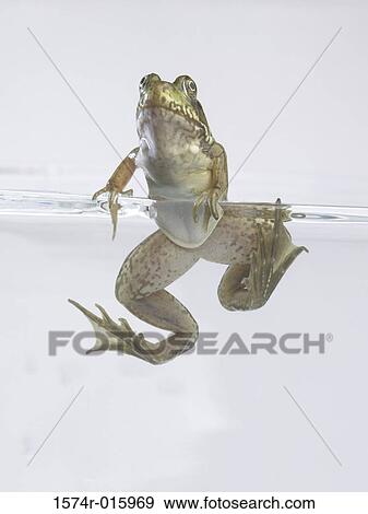 Stock Photo - Frog underwater. Fotosearch