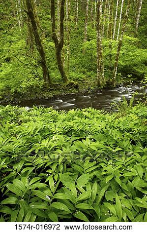 Gales Creek Tillamook State Forest Oregon, USA View Large Photo Image Stock Image - Gales Creek Tillamook State Forest Oregon, USA. Fotosearch