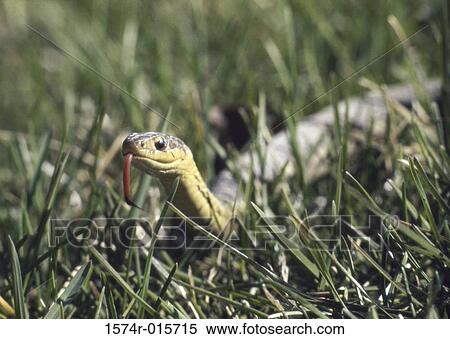 Garter Snake View Large Photo Image Stock Photography - Garter Snake. Fotosearch