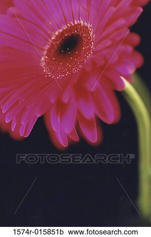 Gerbera Daisy View Large Photo Image Stock Image - Gerbera Daisy. Fotosearch