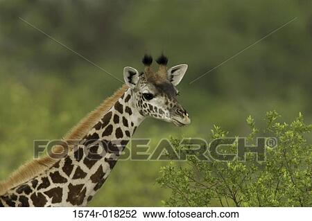 Giraffe View Large Photo Image Stock Image - Giraffe. Fotosearch