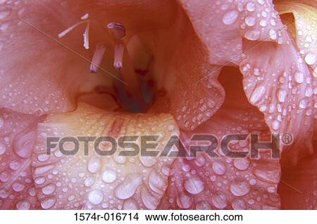 Gladiola View Large Photo Image Picture - Gladiola. Fotosearch