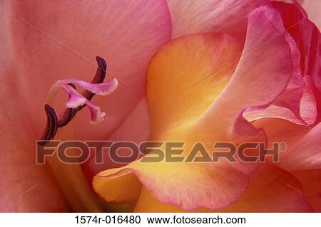 Stock Image - Gladiola. Fotosearch
