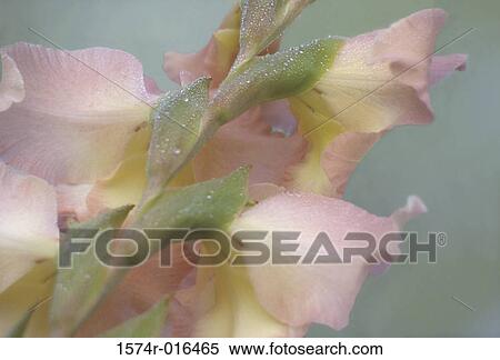 Gladiola View Large Photo Image Stock Photography - Gladiola. Fotosearch