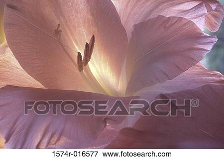 Gladiolus View Large Photo Image Stock Photo - Gladiolus. Fotosearch