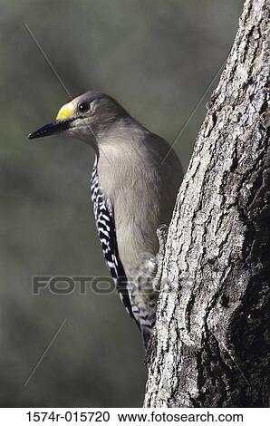Golden-fronted Woodpecker View Large Photo Image Stock Image - Golden-fronted Woodpecker. Fotosearch