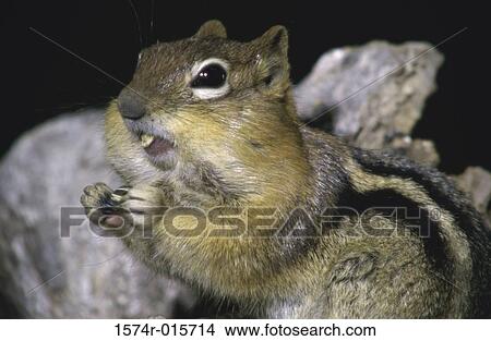 Golden-mantled Ground Squirrel View Large Photo Image Picture - Golden-mantled Ground Squirrel. Fotosearch
