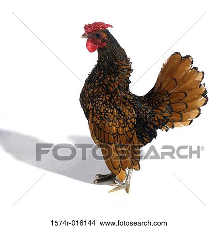 Golden Seabright Bantam View Large Photo Image Picture - Golden Seabright Bantam. Fotosearch