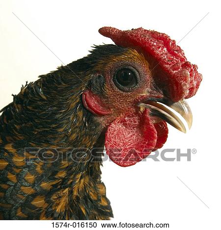 Stock Image - Golden Seabright Bantam. Fotosearch