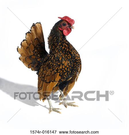 Golden Seabright Bantam View Large Photo Image Stock Photo - Golden Seabright Bantam. Fotosearch